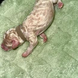 John - Parti male Goldendoodle puppy in Pasadena, Texas from Toledo Creek Doodles