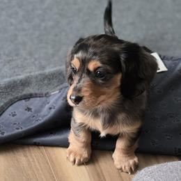 Girl 1 - female Dachshund puppy in Chewelah, Washington from The Love of Dachshunds
