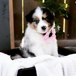 Australian Shepherd Puppies from Boise Aussie Paws