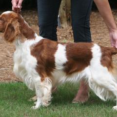 Darwin - Welsh Springer Spaniel