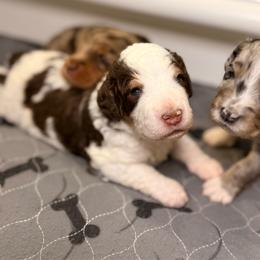 Marshmallow - Brown and white male Bernedoodle puppy in Pennsylvania from Bells Bernedoodles