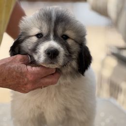 Pink - White and badger female Great Pyrenees puppy in Arroyo Grande, California from Wild Bunch Ranch - Home of Le Patou Great Pyrenees
