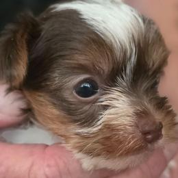 Girly 3 - Chocolate, tan and white female Yorkshire Terrier puppy in Bucyrus, Ohio from Dyer's Beauties
