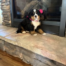 Little Miss - Black rust and white female Bernese Mountain Dog puppy in Bloomfield, Nebraska from Puppies on the Prairie