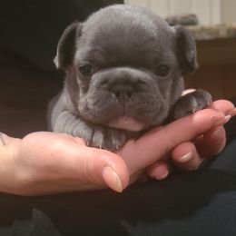 French Bulldog Puppies from Galm Frenchies