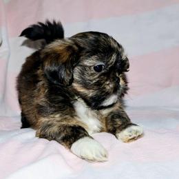 Laurel - Brindle female Lhasa Apso puppy in Hillsboro, Oregon from Luv-N-Laughter Lhasa Apsos