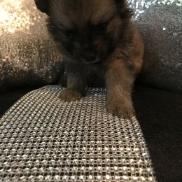 Pomeranian Puppies from Regal Poms