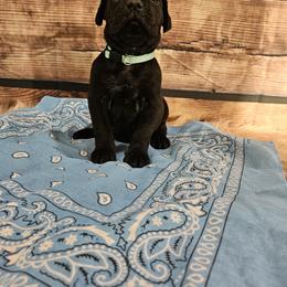 Cane Corso Puppies from Carrie Brown's Cane Corsos