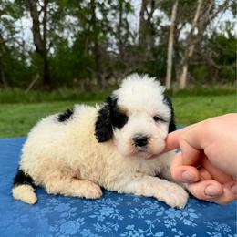 Mini F1b Tri Boy - Tri-color male Bernedoodle puppy in Sioux Falls, South Dakota from WhiskeyCreek Doodles