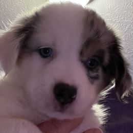 Girl 1 - Blue merle Miniature Australian Shepherd puppy in Corydon, Indiana from Arbuckle’s Lookin Good Aussies (LGA)
