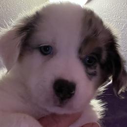 Girl 1 - Blue merle Miniature Australian Shepherd puppy in Corydon, Indiana from Arbuckle’s Lookin Good Aussies (LGA)