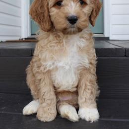 Cockapoo Puppies from Darling Doodles
