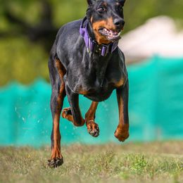Doberman Pinscher All Grown Up from Doig Dobermans