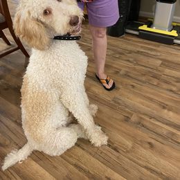 Poodle and Sheepadoodle Puppies from Pamela Justice