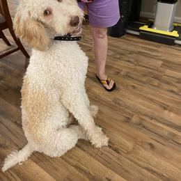Poodle and Sheepadoodle Puppies from Pamela Justice