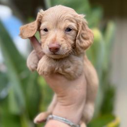 Princess Goldie  the cream - Cream female Dachshund puppy in El Cajon, California from Lisa Buxton