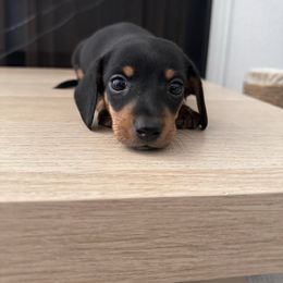 Franky - Black and tan male Dachshund puppy in Los Angeles, California from Dachshunds of the Desert