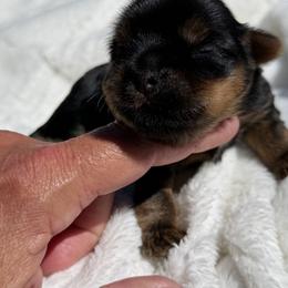 Snickers - Black and gold male Shorkie puppy in Escondido, California from Yorkies of Escondido