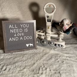 Girl 1 - Pembroke Welsh Corgi puppy in Payson, Utah from The Hoppers Back 40