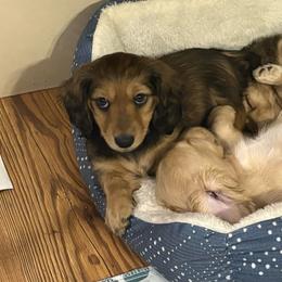 Sky - Cream female Dachshund puppy in Lubbock, Texas from It’s a Hot Mess