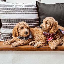 Goldendoodle Puppies from Deer Valley Doodles