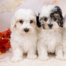 Maltipoo puppies from Marlene's Doodles