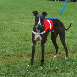 Whippet Puppies from Nota Bene whippets