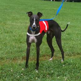 Whippet Puppies from Nota Bene whippets