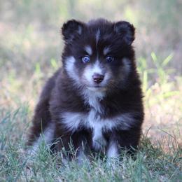 Liberty - Chocolate female Pomsky puppy in Wolfe City, Texas from Susan Warnock
