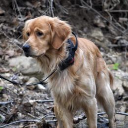 Ollie - Golden Retriever