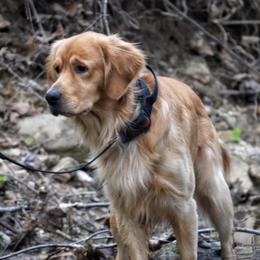 Ollie - Golden Retriever