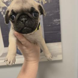Isla - Fawn female Pug puppy in Auburn, Kentucky from Prentice Family Pugs