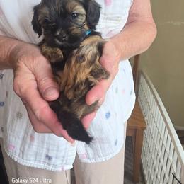 Blue girl - Red sable female Havanese puppy in Melba, Idaho from Lawson Havanese