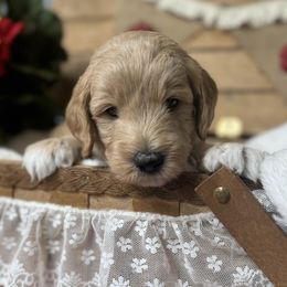 Bernedoodle and Goldendoodle Puppies from Colorado Springs Doodles