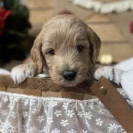 Bernedoodle and Goldendoodle Puppies from Colorado Springs Doodles