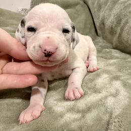 Polar - White and black female Dalmatian puppy in Travelers Rest, South Carolina from Cotton Top