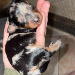 June - Dapple female Dachshund puppy in Goldthwaite, Texas from Mini Mama Dachshunds
