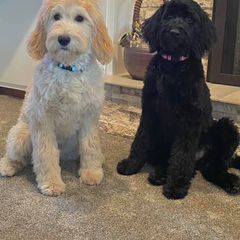 Double Doodle and Goldendoodle Puppies from Bert's Doodles