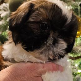Girl 2(Holly) - Gold and white female Shih Tzu puppy in North Carolina from WillowCreek Mountain View Shih Tzu