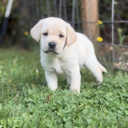 Labrador Retriever Puppies from Knotty Creek Labradors