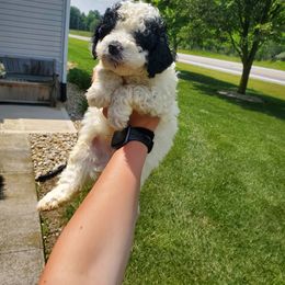 Diamond - Black and white male Bernedoodle puppy in Forest, Ohio from Mini Doodle Buddies