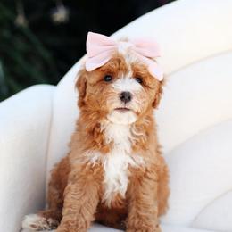Poppy - Red  female Goldendoodle puppy in Rio Linda, California from GoldendoodlePaw