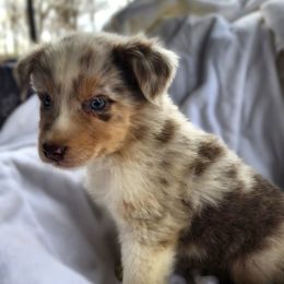 Dilute BMF1 - Blue merle female Australian Shepherd puppy in Sunbright, Tennessee from Laudrick Aussies