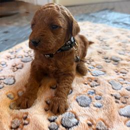 Chance - Red male Aussiedoodle puppy in Deer Park, Washington from Doodle Paw Ranch