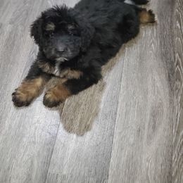 Goldendoodle Puppies from DoodleBlessings