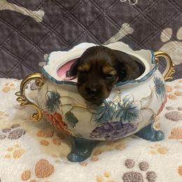 SAJA - Black and tan male Dachshund puppy in Elizabethtown, Kentucky from Teeny Tiny Puppy Tails