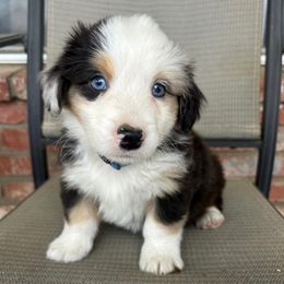 Companion Cross, Miniature Australian Shepherd, and Pembroke Welsh Corgi Puppies from JOY Farms