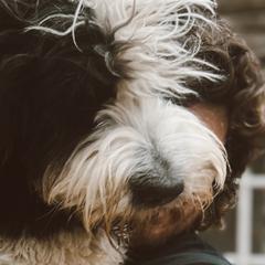 Aussiedoodles, Goldendoodles, and Saint Berdoodles from Pasatiempo Ranch