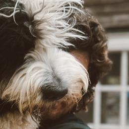 Aussiedoodles, Goldendoodles, and Saint Berdoodles from Pasatiempo Ranch