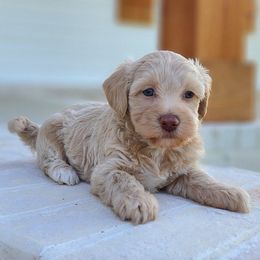 Bernedoodle, Cavapoo, Cockapoo, Goldendoodle, Havapoo, and Poodle Puppies from Farquharson's Poodles&Doodles